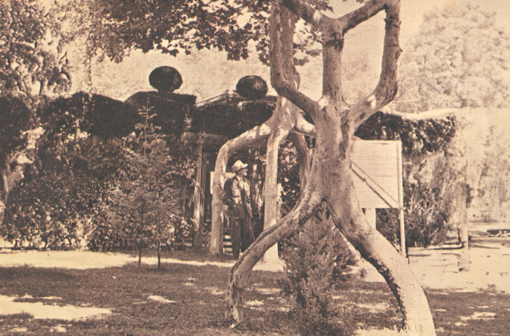 Circus Trees