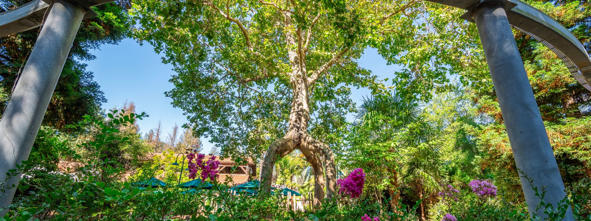 Circus Tree surrounded by green plants.